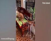 ➡Can you hug me too? WHEN A DOG&#39;S LOVE IS A PRECIOUS GIFT &#124; Funny Dog&#39;s Reaction&#60;br/&#62;&#60;br/&#62;Get ready to have your funny bone tickled with this fantastic compilation of cats and dogs&#39; funny videos! To become a regular subscriber, please click the subscribe button and ring the bell to ensure that you don&#39;t miss anything from your favorite &#92;