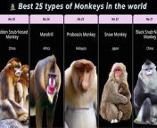 Discover the 25 best types of monkeys in the world in this mind-blowing video. From the tiny pygmy marmoset to the mighty gorilla, learn about all the different species of monkeys around the world.&#60;br/&#62;&#60;br/&#62;➡️Buy monkey toys for kids From Amazon: https://amzn.to/4bW0lwX&#60;br/&#62;&#60;br/&#62;➡️Our official Website for amazing Free service for a lifetime: https://thetechknowledge.com/&#60;br/&#62;&#60;br/&#62;➡️I am using this best Laptop with high efficiency at the lowest price: https://amzn.to/4aHp7An&#60;br/&#62;&#60;br/&#62;➡️Learn free Design software from our 2nd Website: https://autocadprojects.com/&#60;br/&#62;&#60;br/&#62;➡️Our Facebook: https://www.facebook.com/thetechknowledge1&#60;br/&#62;&#60;br/&#62;Disclaimer: Fair Use Notice&#60;br/&#62;Under section 107 of the Copyright Act 1976, allowance is made for FAIR USE for purposes such as criticism, comment, news reporting, teaching, scholarship, and research. Fair use is a use permitted by copyright statutes that might otherwise be infringing. Non-profit, educational, or personal use tips the balance in favor of FAIR USE.&#60;br/&#62;&#60;br/&#62;Music used: Crazy&#60;br/&#62;&#60;br/&#62;#monkeyvideo #monkeylove