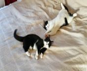 Two young male cats, one white and black and the other mainly black, playing together.