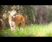 A beautiful male mountain lion started caterwauling to get the attention of a female lion that was nearby,