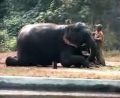 Cold elephants in India receive hot oil massages to beat the intense cold wave sweeping the north of the country. &#60;br/&#62; &#60;br/&#62;Elephants are deeply revered in India, where the elephant-headed god Ganesh is one of the most popular in the Hindu pantheon and is also considered lucky.
