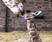 The world&#39;s tallest mammal has been born at Chester Zoo this week, with the special moment captured live on CCTV cameras.&#60;br/&#62;