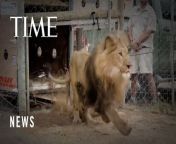 These lions were born into captivity in Ukraine, they now await their new home.