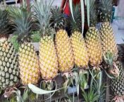 Pineapple (Nanas) is a tropical fruit that can be found in Indonesia and is usually sold on the side of the road. It tastes sweet and sour with a strong aroma&#60;br/&#62;&#60;br/&#62;#kuliner #jajanan #makananindonesia #streetfood #indonesianstreetfood #asianfood #asianstreetfood #delicious #yummy #tasty #flavor #viral