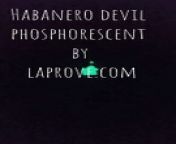 Habanero Devil Phosphorescent in the dark #diablo #devil #habanero #dark