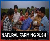 Farmers in India are hit hard by extreme weather&#60;br/&#62;&#60;br/&#62;There&#39;s a pungent odor on Ratna Raju&#39;s farm that he says is protecting his crops from the unpredictable and extreme weather that&#39;s become more frequent with human-caused climate change.&#60;br/&#62;&#60;br/&#62;The smell comes from a concoction of cow urine, an unrefined sugar known as jaggery, and other organic materials that act as fertilizers, pesticides and bad weather barriers for his corn, rice, leafy greens and other vegetables on his farm in Guntur in India&#39;s Andhra Pradesh state. The region is frequently hit by cyclones and extreme heat, and farmers say that so-called natural farming protects their crops because the soil can hold more water, and their more robust roots help the plants withstand strong winds.&#60;br/&#62;&#60;br/&#62;Andhra Pradesh has become a positive example of the benefits of natural farming, and advocates say active government support is the primary driver for the state’s success. Experts say these methods should be expanded across India&#39;s vast agricultural lands as climate change and decreasing profits have led to multiple farmers&#39; protests this year.&#60;br/&#62;&#60;br/&#62;Photos by AP&#60;br/&#62;&#60;br/&#62;Subscribe to The Manila Times Channel - https://tmt.ph/YTSubscribe &#60;br/&#62;Visit our website at https://www.manilatimes.net &#60;br/&#62; &#60;br/&#62;Follow us: &#60;br/&#62;Facebook - https://tmt.ph/facebook &#60;br/&#62;Instagram - https://tmt.ph/instagram &#60;br/&#62;Twitter - https://tmt.ph/twitter &#60;br/&#62;DailyMotion - https://tmt.ph/dailymotion &#60;br/&#62; &#60;br/&#62;Subscribe to our Digital Edition - https://tmt.ph/digital &#60;br/&#62; &#60;br/&#62;Check out our Podcasts: &#60;br/&#62;Spotify - https://tmt.ph/spotify &#60;br/&#62;Apple Podcasts - https://tmt.ph/applepodcasts &#60;br/&#62;Amazon Music - https://tmt.ph/amazonmusic &#60;br/&#62;Deezer: https://tmt.ph/deezer &#60;br/&#62;Tune In: https://tmt.ph/tunein&#60;br/&#62; &#60;br/&#62;#themanilatimes&#60;br/&#62;#worldnews &#60;br/&#62;#india&#60;br/&#62;#agriculture