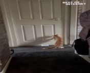 Witness an incredible feat by a determined feline in this viral video! Prepare to be entertained by a ninja cat who takes matters into his own paws. Watch in awe as he effortlessly unlocks the door with a gravity-defying leap and a well-placed paw on the handle. This must-see clip is a reminder that cats are always one step ahead&#60;br/&#62;&#60;br/&#62;Video ID: WGA162309&#60;br/&#62;&#60;br/&#62;#ninjacat #cathoudini #doordash #independentcat #catsofinstagram #cats #funnycats #adorable #clevercat #geniuscat #hilarious #amazingcats #catsoftiktok #felineantics #catlife #funnyanimals #viral #incredible #mustsee #loveyourpets #talentedcats #ninja #cat&#60;br/&#62;