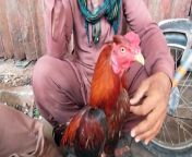 Lalukhet birds Market latest update of Aseel hen and rooster chicks price from igm school karachi