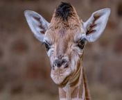 The endangered breed only survives in small, isolated populations, proving them one of the most threatened subspecies of giraffe on Earth. This two-week old giraffe looks very happy galloping around her pen at Chester Zoo! Buzz60’s Chloe Hurst has the story!