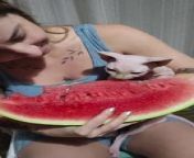 This cat was snacking on a big slice of watermelon along with their owner&#39;s sister. The cat was sitting on the girl&#39;s lap and ate from one side of the watermelon, while she ate from the other.
