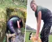 A farmer crawled 20ft into a tunnel stream to save two lambs from being &#92;