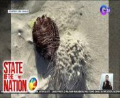 Sa mga magbabakasyon sa Isla ng Boracay, doble ingat sa Heart Urchins!&#60;br/&#62;&#60;br/&#62;&#60;br/&#62;Narito naman ang tips sakaling matusok ng Heart Urchin.&#60;br/&#62;&#60;br/&#62;&#60;br/&#62;State of the Nation is a nightly newscast anchored by Atom Araullo and Maki Pulido. It airs Mondays to Fridays at 10:30 PM (PHL Time) on GTV. For more videos from State of the Nation, visit http://www.gmanews.tv/stateofthenation.&#60;br/&#62;&#60;br/&#62;#GMAIntegratedNews #KapusoStream #BreakingNews&#60;br/&#62;&#60;br/&#62;Breaking news and stories from the Philippines and abroad:&#60;br/&#62;GMA Integrated News Portal: http://www.gmanews.tv&#60;br/&#62;Facebook: http://www.facebook.com/gmanews&#60;br/&#62;TikTok: https://www.tiktok.com/@gmanews&#60;br/&#62;Twitter: http://www.twitter.com/gmanews&#60;br/&#62;Instagram: http://www.instagram.com/gmanews&#60;br/&#62;&#60;br/&#62;GMA Network Kapuso programs on GMA Pinoy TV: https://gmapinoytv.com/subscribe