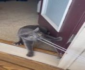 Dusty, the cat, was playing tug of war with his owner with the drawstrings that he pulled out from their sweatpants. The owner was trying to get it back from him, therefore, the tug of war. However, the cat won.