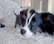 Dog who was terrified of cats takes care of foster kittens now — and even has to approve their new moms before they leave her side