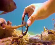 Tiny octopus swims up to this woman to gives her little handshakes — then waits for her every day to bring him gifts