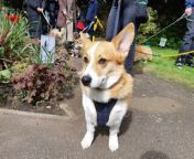 The Welsh Corgi League parade at the unveiling of a statue of Queen Elizabeth II outside Oakham Library in Rutland