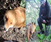 A wildlife fan has struck up an extraordinary friendship with a young fox after he noticed she was ill.&#60;br/&#62;&#60;br/&#62;Bob Dunlop, 69, spotted the fox had developed mange on her tail on wildlife cameras he had set up near his home in Littleport, Cambs.&#60;br/&#62;&#60;br/&#62;Mr Dunlop worked out where the animal was living and began to treat the fox by feeding her bread with a homeopathic remedy.&#60;br/&#62;&#60;br/&#62;Their heart-warming friendship blossomed as the young vixen began to greet Mr Dunlop on his daily walks through the forest.&#60;br/&#62;&#60;br/&#62;Mr Dunlop said he knows he must let her re-wild and is slowly cutting down amount of time he visits and has stopped feeding her.&#60;br/&#62;&#60;br/&#62;The retired health and safety manager, said: &#92;