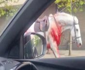 Military horses were seen racing through through central London on Wednesday. &#60;br/&#62;&#60;br/&#62;Video filmed by a motorist shows a black horse and white horse covered in blood sprinting down the A1203 near Tower Bridge at 8:39am this morning. &#60;br/&#62;&#60;br/&#62;The horses belong to the Household Cavalry and are believed to have escaped after becoming spooked during a routine exercise. &#60;br/&#62;&#60;br/&#62;Five horses in total were spotted across London with sightings in Tower Bridge, The Strand and Limehouse.&#60;br/&#62;&#60;br/&#62;The London Ambulance Service confirmed that four people suffered injuries in Buckingham Palace Road, Belgrave Square and the junction between Chancery Lane and Fleet Street&#60;br/&#62;&#60;br/&#62;They said in a post on Twitter: &#92;