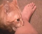 angry cats videos compilation - funny smart and angry cats videos compilation. funny and angry cats videos compilations 2024. very angry cats compilation special.&#60;br/&#62;angry cat video compilation.&#60;br/&#62;angry cats compilation angry cat video angry cats vs dogs angry cat angry cats in vet angry cats meowing loudly but some cats in this video will actually
