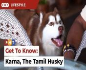 This handsome Wooly Husky in Malaysia with a larger-than-life personality has TikTok fans in India and Indonesia as well. &#60;br/&#62;&#60;br/&#62;Written &amp; presented by: Sheela Vijayan&#60;br/&#62;Shot by: Tinagaren Ramkumar&#60;br/&#62;Edited by: Selven Razz&#60;br/&#62;&#60;br/&#62;&#60;br/&#62;Free Malaysia Today is an independent, bi-lingual news portal with a focus on Malaysian current affairs.&#60;br/&#62;&#60;br/&#62;Subscribe to our channel - http://bit.ly/2Qo08ry&#60;br/&#62;------------------------------------------------------------------------------------------------------------------------------------------------------&#60;br/&#62;Check us out at https://www.freemalaysiatoday.com&#60;br/&#62;Follow FMT on Facebook: https://bit.ly/49JJoo5&#60;br/&#62;Follow FMT on Dailymotion: https://bit.ly/2WGITHM&#60;br/&#62;Follow FMT on X: https://bit.ly/48zARSW &#60;br/&#62;Follow FMT on Instagram: https://bit.ly/48Cq76h&#60;br/&#62;Follow FMT on TikTok : https://bit.ly/3uKuQFp&#60;br/&#62;Follow FMT Berita on TikTok: https://bit.ly/48vpnQG &#60;br/&#62;Follow FMT Telegram - https://bit.ly/42VyzMX&#60;br/&#62;Follow FMT LinkedIn - https://bit.ly/42YytEb&#60;br/&#62;Follow FMT Lifestyle on Instagram: https://bit.ly/42WrsUj&#60;br/&#62;Follow FMT on WhatsApp: https://bit.ly/49GMbxW &#60;br/&#62;------------------------------------------------------------------------------------------------------------------------------------------------------&#60;br/&#62;Download FMT News App:&#60;br/&#62;Google Play – http://bit.ly/2YSuV46&#60;br/&#62;App Store – https://apple.co/2HNH7gZ&#60;br/&#62;Huawei AppGallery - https://bit.ly/2D2OpNP&#60;br/&#62;&#60;br/&#62;#FMTLifestyle #GetToKnow #Karna #Tamil #Husky