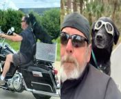 Meet the dog who loves riding around on his owner&#39;s Harley-Davidson - and even has his own seat and goggles for his adventures.&#60;br/&#62;&#60;br/&#62;Joe Bughman, 61, built a custom dog seat when he spotted rescue dog Oreo wasn&#39;t scared when he started the huge bike&#39;s 1150cc engine. &#60;br/&#62;&#60;br/&#62;Intrigued Oreo hopped right in - even resting his paws on the seat back rest to get comfy.&#60;br/&#62;&#60;br/&#62;And now Joe and Oreo go everywhere together - with the pooch even learning how to shift his weight when going round corners.&#60;br/&#62;&#60;br/&#62;Now the pair have been riding together for five years and the local celebrities are often spotted out and about. &#60;br/&#62;&#60;br/&#62;Battery technician Joe, from Dubuke, Iowa, said: “He&#39;s a natural – he&#39;s funny. He&#39;s honestly the coolest dog ever. &#60;br/&#62;&#60;br/&#62;“Most dogs would run away when you start a Harley because they’re so loud. &#60;br/&#62;&#60;br/&#62;“Oreo would start following me around and I thought he wanted a ride. &#60;br/&#62;&#60;br/&#62;“I fabricated an aluminium box which I mounted on the rack on the back of bike – and the rest was history. &#60;br/&#62;&#60;br/&#62;“He loves it. He’s never tried to jump out - he&#39;s gotten so used to riding now he rides partially with his front paws on my back rest to see over my shoulder. &#60;br/&#62;&#60;br/&#62;“He’s a good rider, he knows how to shift his weight and he’s pretty amazing.” &#60;br/&#62;&#60;br/&#62;Joe, wife Penny, 60, and their two daughters adopted Oreo from the local humane society after Joe provided volunteer welding services.&#60;br/&#62;&#60;br/&#62;Abbey, 18 and sister Erin, 21, chose the pup – who they believe is a black Lab and weiner dog mix – and Joe says he had his doubts initially. &#60;br/&#62;&#60;br/&#62;But Oreo quickly won him round and now the pair are inseparable.&#60;br/&#62;&#60;br/&#62;Battery technician Joe bought his Harley Road King brand new in 2003 for £20k and says he’s owned bikes since he was 12. &#60;br/&#62;&#60;br/&#62;Joe and Oreo ride from spring to autumn – with Joe saying they’re on the bike “full time”. &#60;br/&#62;&#60;br/&#62;“Every time I take him out, I’m surprised it hasn’t caused a car crash, people are so distracted,” said Joe. &#60;br/&#62;&#60;br/&#62;“He just wants to do anything I&#39;m doing. If I climb into a go-kart or anything the dog wants some of that. &#60;br/&#62;&#60;br/&#62;“Most girls will say &#39;that&#39;s the cutest thing I&#39;ve ever seen in my life&#39; - my standard answer is &#39;why thank you, but what do you think of the dog&#39;. &#60;br/&#62;&#60;br/&#62;“I can walk out into the garage and bump the starter on the Harley and that dog will come running down the hallway every time - it&#39;s the funniest thing to see.”