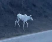 A &#39;lucky&#39; driver spotted a rare white moose in Canada.&#60;br/&#62;&#60;br/&#62;Video filmed in Alberta shows the animal walking down a grass bank and crossing the road.&#60;br/&#62;&#60;br/&#62;A brown moose follows shortly after - and both then walk into the woods together.&#60;br/&#62;&#60;br/&#62;The driver said on X, formerly Twitter, that spotting the moose was a &#92;