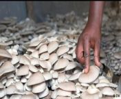 Demand for mushrooms is booming in Africa. Mushroom farming is low-cost and sustainable - and mushrooms are seen as a nutritious meat alternative. We visit a farm in Rwanda.