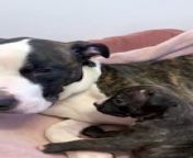 Helping Yorkshire Poundies shared this video of Zena and her five adorable puppies on Mother&#39;s Day.