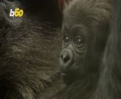 Back in February, Effie, a western lowland gorilla gave birth to a beautiful and healthy baby. Only weeks prior, another gorilla called Mjukuu had also given birth and now, as the babies are just old enough to function, visitors at the London Zoo are delighted to see them. Yair Ben-Dor has more.