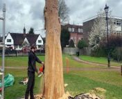 After his recent project at West Street Cemetery the talented chainsaw wood sculptor Michael Jones is back creating a piece for Gostrey Meadow.&#60;br/&#62;The piece at Gostrey Meadow features a Heron but there are a few more additions that will be added later on this week.&#60;br/&#62;The project is funded by Farnham Town Council as part of Farnham in Bloom.Jones believes that if the weather holds up the project will be completed later this week.&#60;br/&#62;The West Street Cemetery statue was finished last week and features animals such as a Fox , Two Owls , a squirrel, a Deer and a Hawk.&#60;br/&#62;Michael Jones started off as a Tree Surgeon when he was 18 and five years later started taking up chainsaw wood carving. The chainsaw wood carving is now his full-time job in which he works for council commissions, businesses and private clients creating wood carved figures such as animals, mythical creatures and people.&#60;br/&#62;He is completely self-taught and whilst he does use design to guide him most of his creation are done through skill , experience and his imagination.