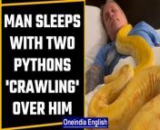 In a bizarre incident, the video of which is going viral on social media, a man can be seen taking a nap with two large Burmese pythons, yellow in colour, crawling on his body. The man seems to be sleeping peacefully in a situation which is definitely and rightly scary for many, while the pythons can be seen crawling over the man&#39;s body without causing him any harm. &#60;br/&#62; &#60;br/&#62;#Pythons #ManSleepsWithPythons #ViralVideo