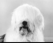 1960s Gaines dog food English sheepdog with English accent TV commercial