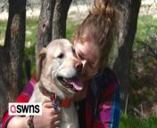 This is the adorable moment a loving Labrador jumped into water to ‘rescue’ its owners swimming in a reservoir.&#60;br/&#62;&#60;br/&#62;Courtney Earnhart her sister Caitlyn and friend Megan Jones were visiting Flaming Gorge in Utah, USA, they took her dog Dakota with them.&#60;br/&#62;&#60;br/&#62;Funny footage shows the five-year-old Labrador retriever whining as the girls jumped into the water before leaping in herself.&#60;br/&#62;&#60;br/&#62;Dakota paddled directly over to her humans and appeared to coral them back towards the shore whenever they were swimming.&#60;br/&#62;&#60;br/&#62;Courtney said: “We aren’t at bodies of water often but Dakota would jump in every time. She would get nervous.&#60;br/&#62;&#60;br/&#62;“She would swim out to you and expect you to grab on to her as she led you to shore to safety.&#60;br/&#62;&#60;br/&#62;“We thought it was so cute. She would do it until exhaustion and we didn’t want to do that to her, so we would jump for our own fun, but limit the amount of jumps for her sake.&#60;br/&#62;&#60;br/&#62;“She loves her humans dearly and wouldn’t want anything to happen to them. She does the same thing in slides or tunnels.”