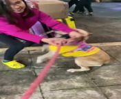 This woman came back to Philippines from the US after a year and a half. Pretzel, her adorable Golden Retriever, came to receive her at the airport. The moment Pretzel spotted her, he began to jump with excitement and she cradled him lovingly.