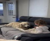 Maverik, the golden retriever, shared a special bond with the little girl. They sat on the couch with the kid and played fetch as she threw the ball at them, which they seized in their jaws and flung back at her.