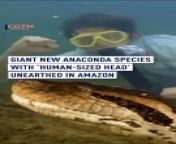 Exciting Discovery in the Amazon! &#60;br/&#62;&#60;br/&#62;The world&#39;s largest snake species, the northern green anaconda, weighing up to half a tonne and stretching 7.5 meters, has been found by scientists.&#60;br/&#62; &#60;br/&#62;&#60;br/&#62;&#60;br/&#62;#Amazon #Anaconda #Conservation #Biodiversity #PoleToPole