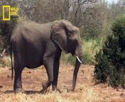 Elephants - हिन्दी डॉक्यूमेंट्री, Wild Africa _ Wildlife documentary in Hindi from wal salu africa