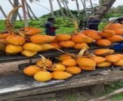 Healthy Drink - &#36;0.30 King Coconut in Sri Lanka #shortsvideo