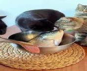 Cats Hunting and Devouring Live Fish - Hilarious Feasting Frenzy! from hunting season