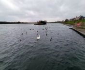 One of Fleetwood Boating Lake&#39;s beloved geese has sadly died.&#60;br/&#62;&#60;br/&#62;HM Coastguard discovered the dead goose whilst training near the lake on the seafront on Saturday.&#60;br/&#62;&#60;br/&#62;Volunteers described finding its partner frantically trying to help the dead goose which was found face down in the water.&#60;br/&#62;&#60;br/&#62;The team entered the lake to recover the dead goose and reported the death to the Council and Defra (Department for Environment Food and Rural Affairs).