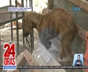 Dahil sa pag-aakalang mangangagat, tinaga sa paa ang isang aso sa Minalabac, Camarines Sur.&#60;br/&#62;&#60;br/&#62;&#60;br/&#62;24 Oras Weekend is GMA Network’s flagship newscast, anchored by Ivan Mayrina and Pia Arcangel. It airs on GMA-7, Saturdays and Sundays at 5:30 PM (PHL Time). For more videos from 24 Oras Weekend, visit http://www.gmanews.tv/24orasweekend.&#60;br/&#62;&#60;br/&#62;#GMAIntegratedNews #KapusoStream&#60;br/&#62;&#60;br/&#62;Breaking news and stories from the Philippines and abroad:&#60;br/&#62;GMA Integrated News Portal: http://www.gmanews.tv&#60;br/&#62;Facebook: http://www.facebook.com/gmanews&#60;br/&#62;TikTok: https://www.tiktok.com/@gmanews&#60;br/&#62;Twitter: http://www.twitter.com/gmanews&#60;br/&#62;Instagram: http://www.instagram.com/gmanews&#60;br/&#62;&#60;br/&#62;GMA Network Kapuso programs on GMA Pinoy TV: https://gmapinoytv.com/subscribe