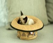 Cat Inside a hat