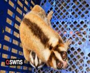 A baby slow loris and her mother were rescued after they were found in bamboo due to be harvested. &#60;br/&#62;&#60;br/&#62;A local bamboo farmer caught sight of the mother and her two-month-old baby in a forest in west Java, Indonesia, on February 28.&#60;br/&#62;&#60;br/&#62;The cuddly pair were miles from where they would normally be found and at risk as the bamboo was being harvested in the area.&#60;br/&#62;&#60;br/&#62;The animals are also classed as critically endangered owing to habitat loss and the illegal pet trade.&#60;br/&#62;&#60;br/&#62;Their &#39;cute&#39; appearance means the animals often end up in markets or up for sale online as pets - after their teeth have been clipped off to make them easier to handle.&#60;br/&#62;&#60;br/&#62;The combined rescue efforts of the Bogor Natural Resources Conservation Center (BKSDA) and International Animal Rescue&#39;s Indonesian Partners (IARI), meant that these protected, precious animals were successfully evacuated.&#60;br/&#62;&#60;br/&#62;They will soon be released into a safe conservation area where they can live happily.&#60;br/&#62;&#60;br/&#62;Gavin Bruce, CEO of International Animal Rescue, says: “Thanks to the BKDSA and our IAR conserves programme, they had a narrow escape as we were alerted quickly.&#60;br/&#62;&#60;br/&#62;&#92;