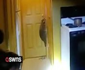 Bodycam footage shows officers trying to remove a cheeky raccoon from a man&#39;s home in the middle of the night.&#60;br/&#62;&#60;br/&#62;Officers from the Indianapolis Police responded to the call after after the animal broke into the property around 4am.&#60;br/&#62;&#60;br/&#62;Footage released by the police department shows officers entering the house and locating the four-legged intruder in the corner of the room.