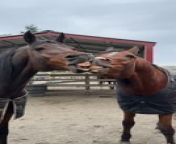 In a funny turn of events, these two purebred Arabian Gelding horses, Cammie and Eric, were trying to bite each other&#39;s teeth. They were constantly chewing on the other&#39;s teeth.