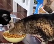 Funniest Animals- Best Of TheFunny Animal Videos- Cutest Animals Ever&#60;br/&#62;Animals EverFunniest Cats And Dogs Videos- Best Funny Animal VideosEverFunny animals, funny animal videos, funny dog videos, funny cat videos, funniest animals, funny videos, funny videos, funny cats and dogs, cute animals, funny dogs, funny animal life, funny cats, world of funny animals, funny animal video , funny pets, funny animals cats and dogs, animal videos, funny animals 2024, funny cat, funny, funny animal moments, funniest dogs, funniest animal videos, best 2024, cat videos, funniest cats, funny dog, best animal videos&#60;br/&#62;