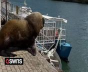 This is hilarious moment a large sea lion photobombed a tourist&#39;s video.&#60;br/&#62;&#60;br/&#62;Juan José Correa, 26, was recording a video in Valdivia, Chile, when a huge mammal snuck up behind him.&#60;br/&#62;&#60;br/&#62;The creature can be heard barking as it leaps into the water, causing Juan to stumble backwards in surprise.&#60;br/&#62;&#60;br/&#62;Juan, a commercial engineering student from Santiago, got quite a fright when it snuck up on him. &#60;br/&#62;&#60;br/&#62;He said: &#92;