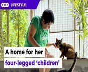 Winnie Lau runs an animal shelter for about 200 dogs and cats in a Negeri Sembilan jungle. &#60;br/&#62;&#60;br/&#62;Story by: Sheela Vijayan&#60;br/&#62;Shot by: Bani Jamian &amp; Tinagaren Ramkumar&#60;br/&#62;Presented by: Theevya Ragu&#60;br/&#62;Edited by: Aisha Husaini&#60;br/&#62;&#60;br/&#62;&#60;br/&#62;Read More: https://www.freemalaysiatoday.com/category/leisure/2024/03/09/retired-nurse-cares-for-four-legged-children-now/&#60;br/&#62;&#60;br/&#62;&#60;br/&#62;Free Malaysia Today is an independent, bi-lingual news portal with a focus on Malaysian current affairs.&#60;br/&#62;&#60;br/&#62;Subscribe to our channel - http://bit.ly/2Qo08ry&#60;br/&#62;------------------------------------------------------------------------------------------------------------------------------------------------------&#60;br/&#62;Check us out at https://www.freemalaysiatoday.com&#60;br/&#62;Follow FMT on Facebook: https://bit.ly/49JJoo5&#60;br/&#62;Follow FMT on Dailymotion: https://bit.ly/2WGITHM&#60;br/&#62;Follow FMT on X: https://bit.ly/48zARSW &#60;br/&#62;Follow FMT on Instagram: https://bit.ly/48Cq76h&#60;br/&#62;Follow FMT on TikTok : https://bit.ly/3uKuQFp&#60;br/&#62;Follow FMT Berita on TikTok: https://bit.ly/48vpnQG &#60;br/&#62;Follow FMT Telegram - https://bit.ly/42VyzMX&#60;br/&#62;Follow FMT LinkedIn - https://bit.ly/42YytEb&#60;br/&#62;Follow FMT Lifestyle on Instagram: https://bit.ly/42WrsUj&#60;br/&#62;Follow FMT on WhatsApp: https://bit.ly/49GMbxW &#60;br/&#62;------------------------------------------------------------------------------------------------------------------------------------------------------&#60;br/&#62;Download FMT News App:&#60;br/&#62;Google Play – http://bit.ly/2YSuV46&#60;br/&#62;App Store – https://apple.co/2HNH7gZ&#60;br/&#62;Huawei AppGallery - https://bit.ly/2D2OpNP&#60;br/&#62;&#60;br/&#62;#FMTLifestyle #WinnieLau #CherishlifeHome #AnimalShelter