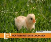 An Easter celebration near Bristol is set to introduce the UK first-ever &#39;candy cannon. The Easter EGGStravaganza event will see two weeks of festivities at Avon Valley Adventure &amp; Wildlife Park in Keynsham. 