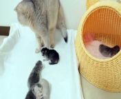 The kitten who completely mistook it for its mother cat and got spoiled was so cute. from xxx mother son rapexxx com